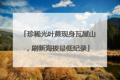 珍稀光叶蕨现身瓦屋山，刷新海拔最低纪录