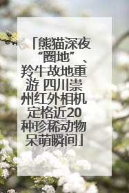 熊猫深夜“圈地”、羚牛故地重游 四川崇州红外相机定格近20种珍稀动物呆萌瞬间