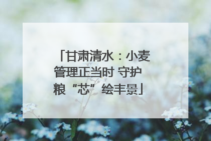 甘肃清水：小麦管理正当时 守护粮“芯”绘丰景
