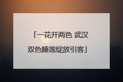 一花开两色 武汉双色睡莲绽放引客