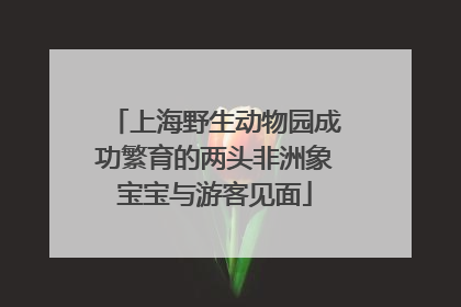 上海野生动物园成功繁育的两头非洲象宝宝与游客见面