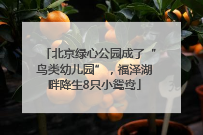 北京绿心公园成了“鸟类幼儿园”，福泽湖畔降生8只小鸳鸯