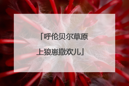 呼伦贝尔草原上狼崽撒欢儿