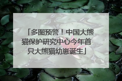 多图预警！中国大熊猫保护研究中心今年首只大熊猫幼崽诞生