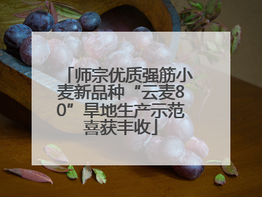 师宗优质强筋小麦新品种“云麦80”旱地生产示范喜获丰收