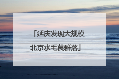 延庆发现大规模北京水毛茛群落
