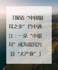 探访“中国银耳之乡”巴中通江：一朵“小银耳”成为富民兴县“大产业”