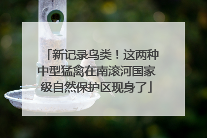 新记录鸟类！这两种中型猛禽在南滚河国家级自然保护区现身了