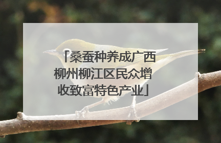 桑蚕种养成广西柳州柳江区民众增收致富特色产业