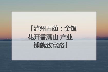 泸州古蔺：金银花开香满山 产业铺就致富路