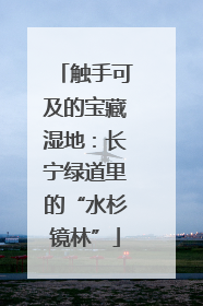 触手可及的宝藏湿地:长宁绿道里的“水杉镜林”