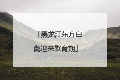 黑龙江东方白鹳迎来繁育期