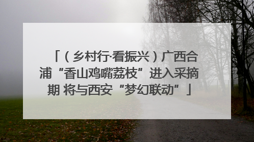 （乡村行·看振兴）广西合浦“香山鸡嘴荔枝”进入采摘期 将与西安“梦幻联动”